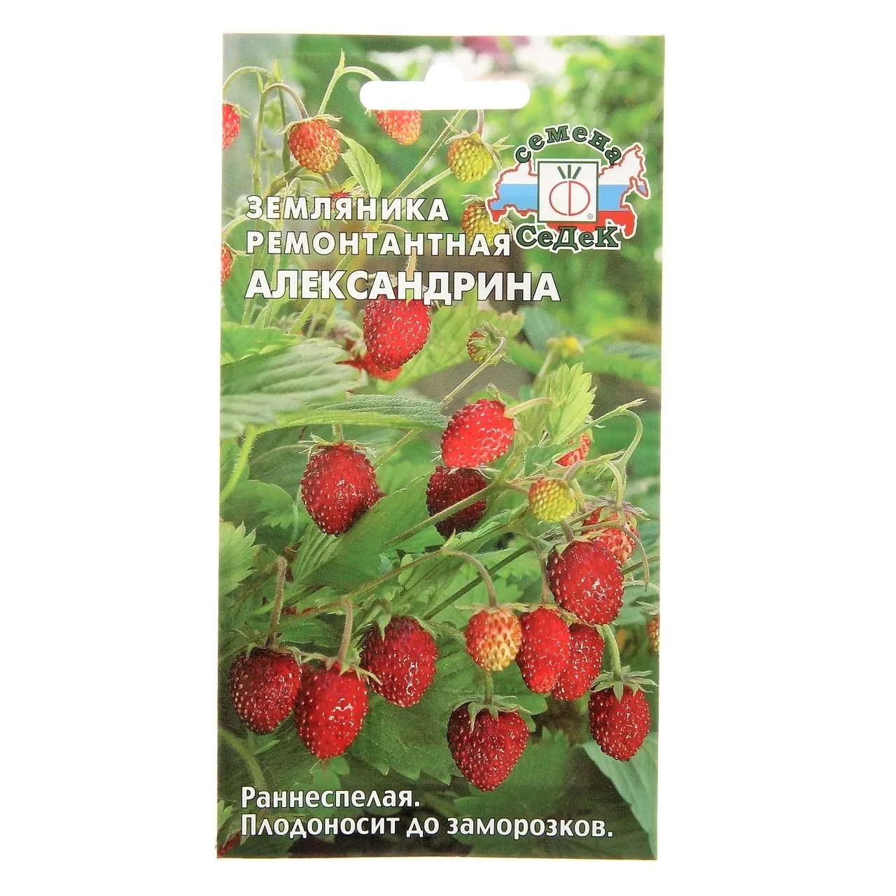 583551689_w0_h0_semena_zemlyan__04_g_sedek
