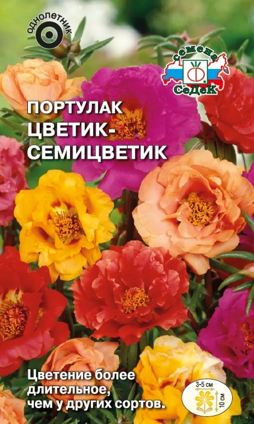 37 Седек Портулак Цветик-семицветик (крупноцветковый, махровый, смесь) (Евро, 0,1)