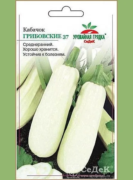 УГ кабачок Грибовский 37 (Евро, 2)