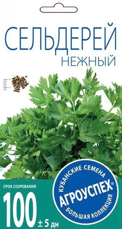 т сельдерей нежный