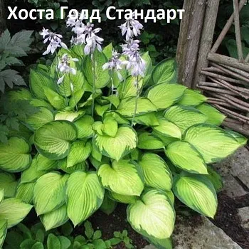 Хоста Голд Стандарт 1 n 2 шт Садовита