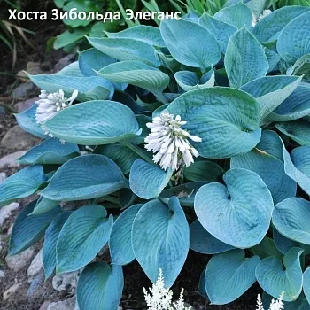 Хоста Зибольда Элеганс 1 n 2 шт Садовита