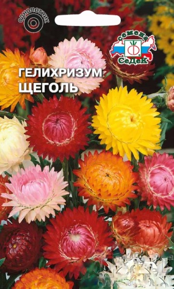 Седек Гелихризум Щеголь