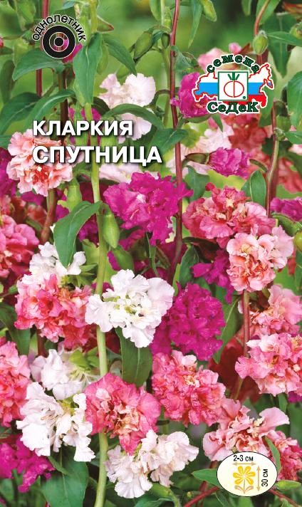 Седек Кларкия Спутница (низкорослая смесь) (Евро, 0,2)