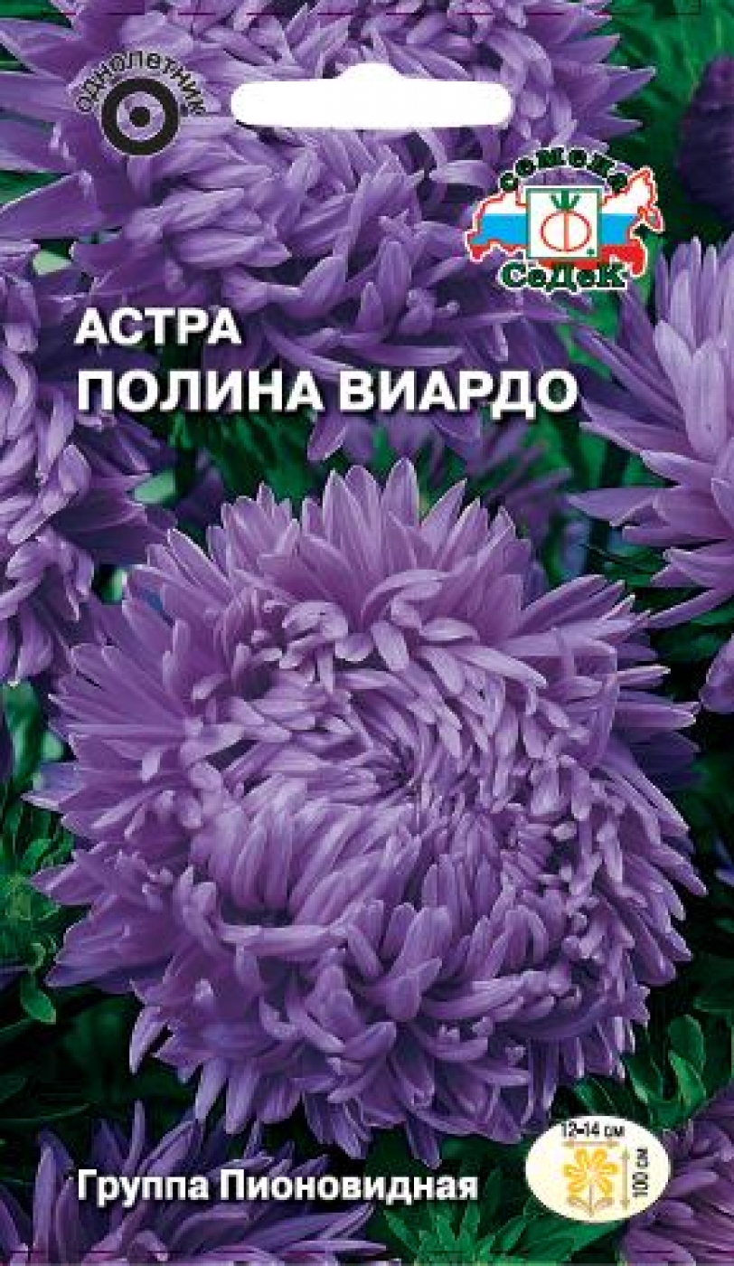 tsvetok-astra-polina-viardo