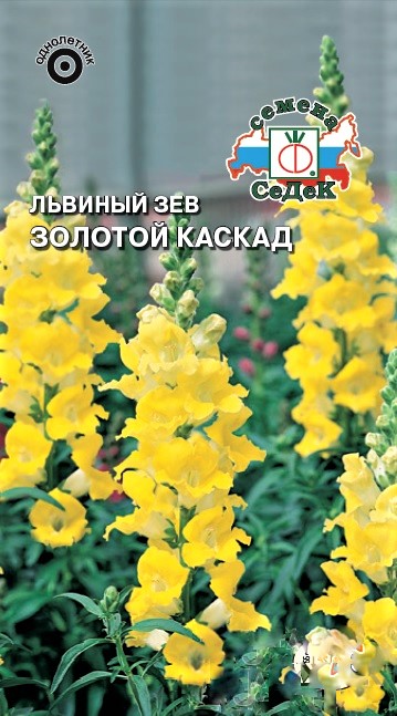 Седек Львиный зев Золотой Каскад (высокий, желтый)