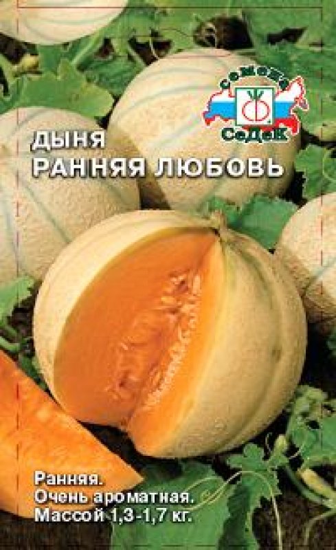 dynya_rannyaya_lyubov_sedek (1)