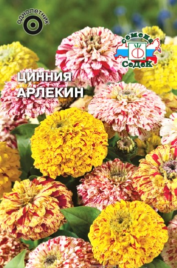 Седек Цинния Арлекин