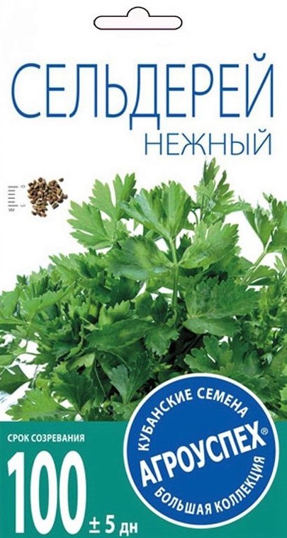 т сельдерей нежный