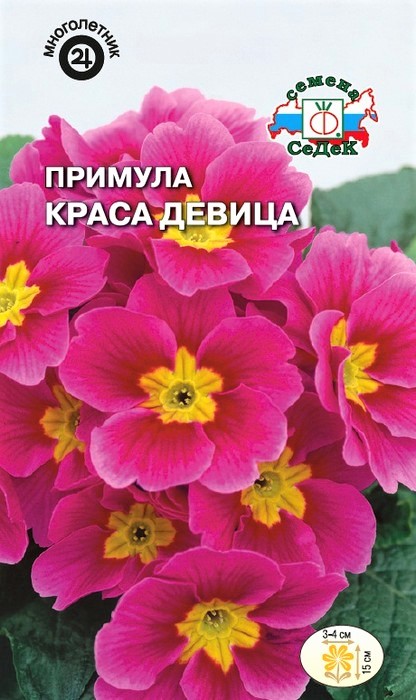 Седек Примула Краса девица (бесстебельная, розовая) (Евро, 5)