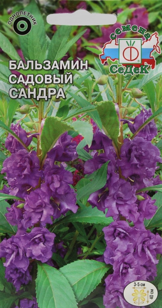 Седек Бальзамин Сандра (садовый, лиловый) (Евро, 0,2)
