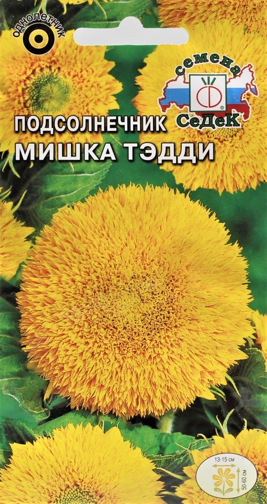 едек Подсолнечник Мишка Тэдди