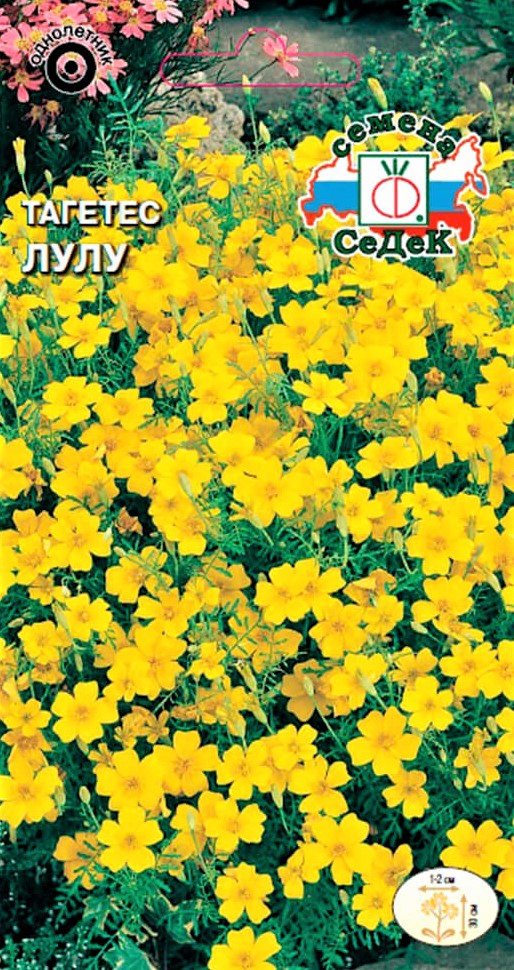 Седек лулу