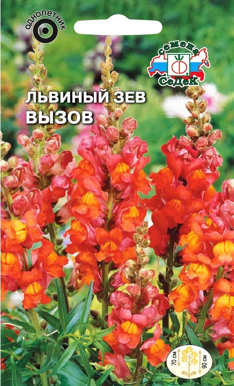 Седек Львиный зев Вызов