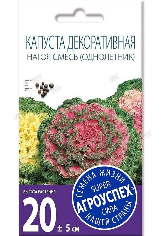 и капуста нагоя