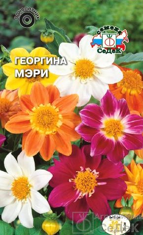 Седек георгина мэри