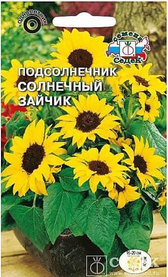 Седек Подсолнечник Солнечный зайчик (низкорослый, крупноцветковый) (Евро, 1)