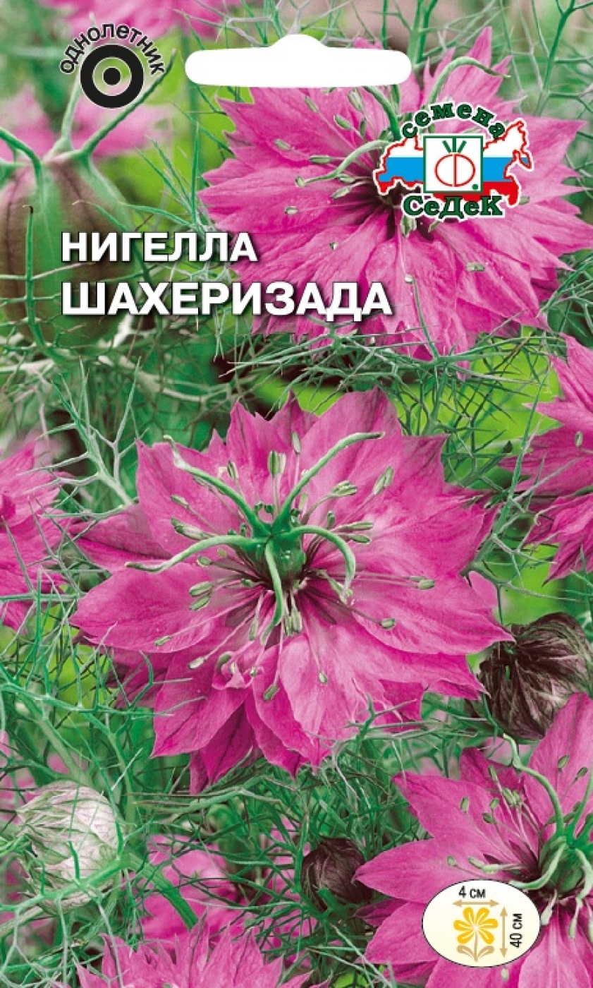 1ааааа нигелла шахеризада