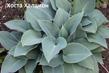 Хоста Халцион 1 n 2 шт Садовита