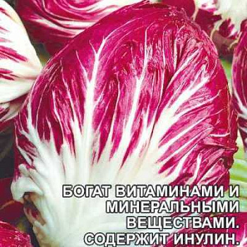 Салат Цикорий Витаминный Коктейль СемАлт Ц