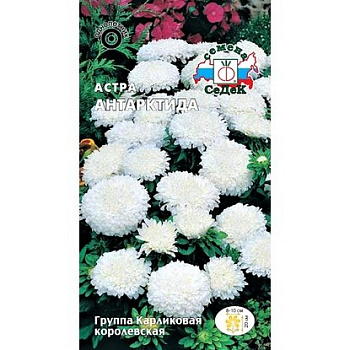 Седек Астра Антарктида (карликовая королевская белая) (Евро, 0,2)
