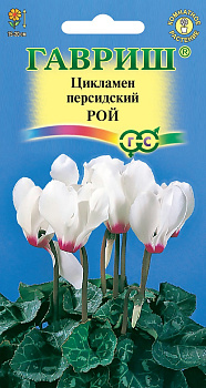 Цикламен Рой Гавриш 3шт
