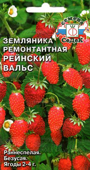 Седек земляника Рейнский Вальс ( мелкоплодная ремонтант.) (Евро, 0,04)
