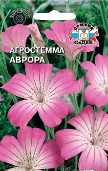 Седек Агростемма Аврора (изящная) (Евро, 0,1)