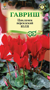 Цикламен Юля Гавриш 3шт