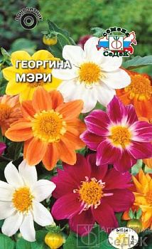 Седек Георгина Мэри (смесь с красн лист-ми) (Евро, 0,15)